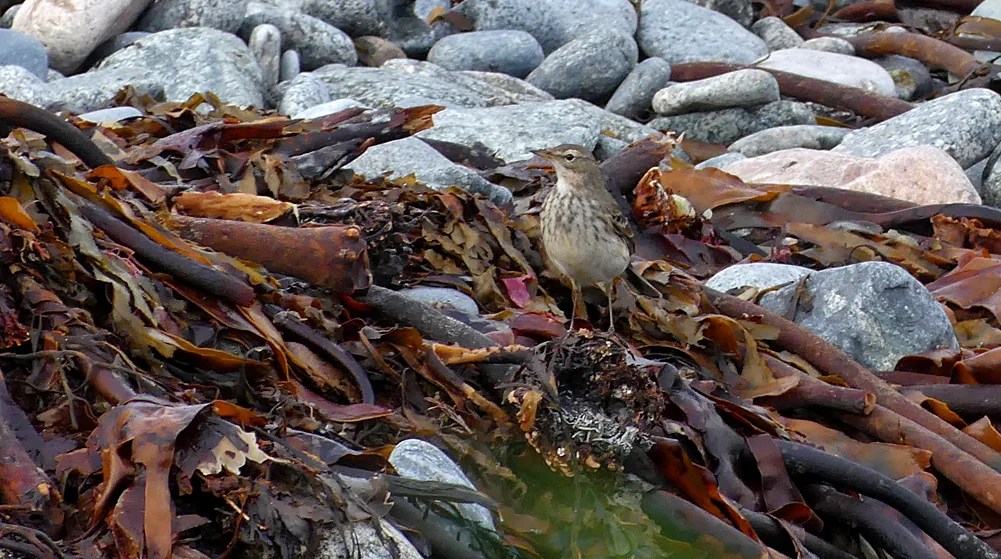 Water Pipit - L’Eree Shingle Bank, 30 Dec 18