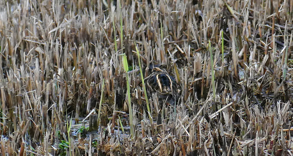 Jack Snipe - Rue des Bergers, 30 Dec 18
