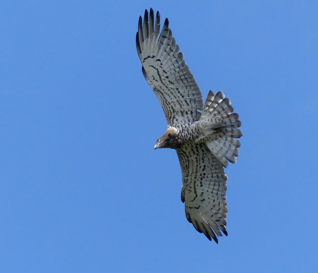 Short-toed Eagle Punta Carnero C.jpg