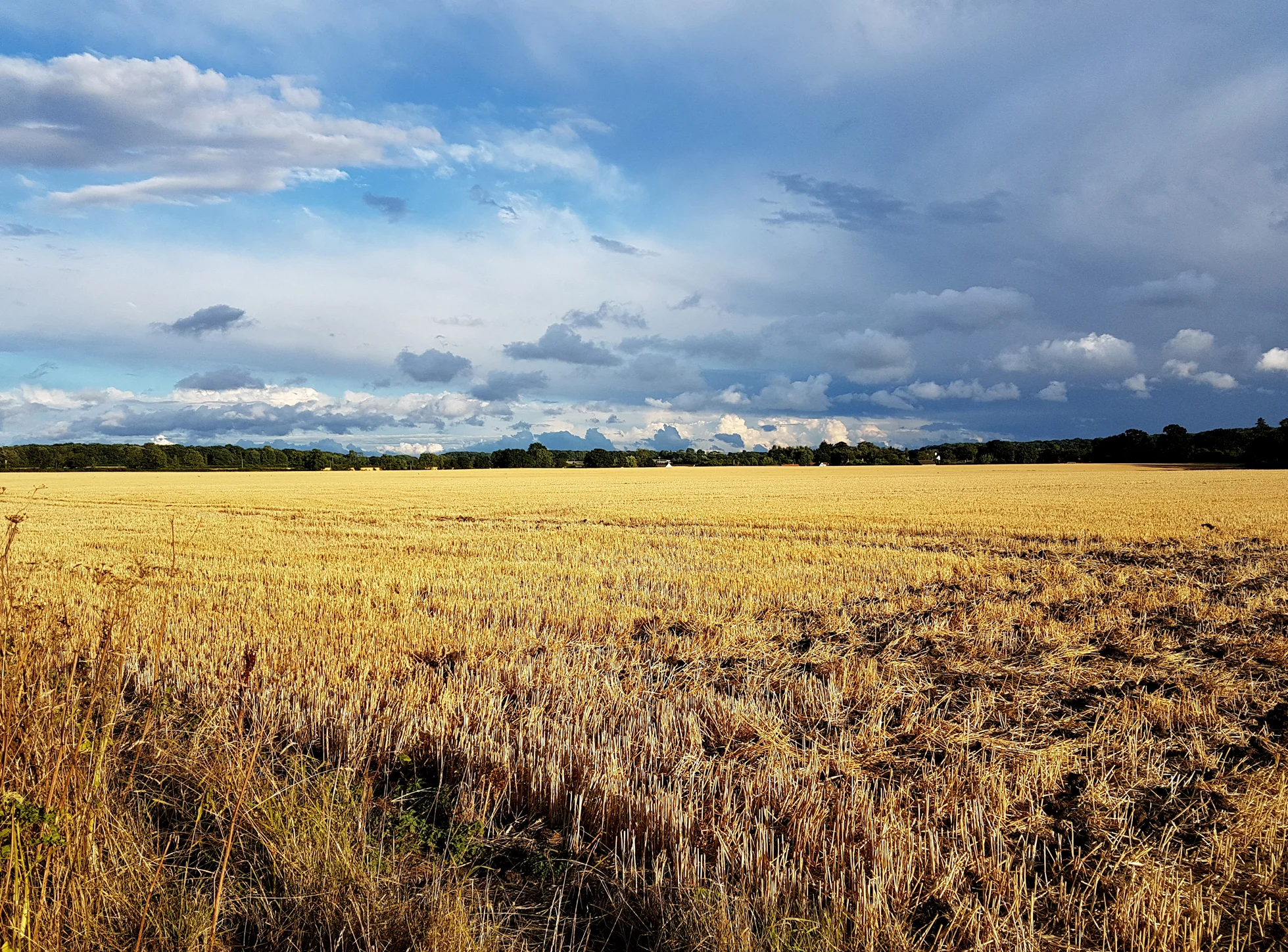 Shotesham fields.jpg