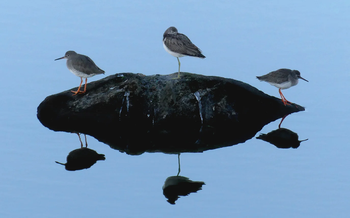Greenshank Pulias 25Sep18.jpg