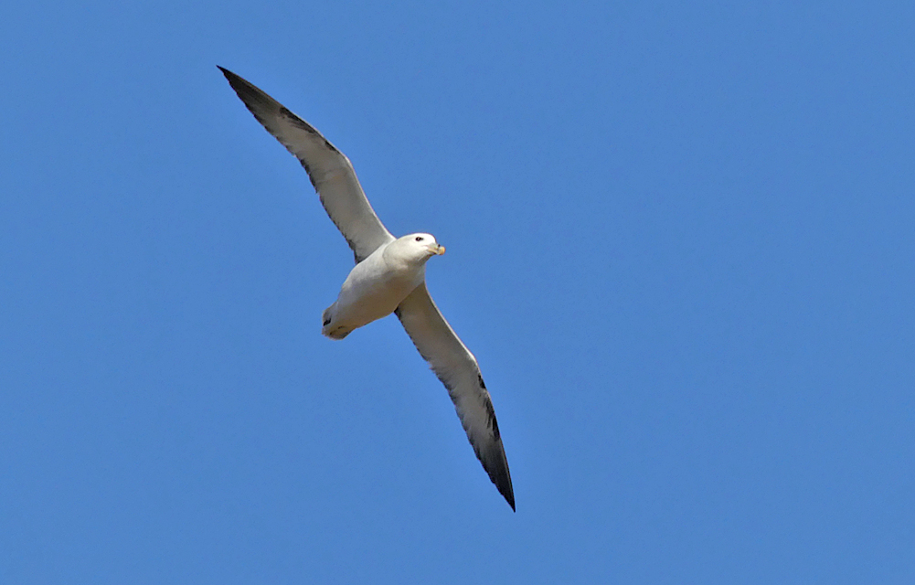Fulmar - Petit Bot, 21 Feb 19