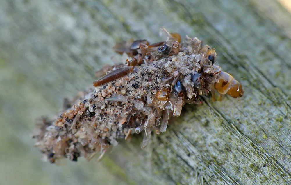 probably Bankesia conspurcatella - Baubigny, 20 Feb 19 - note what appears to be a tiny coleophora case stuck to the larger case - meta!