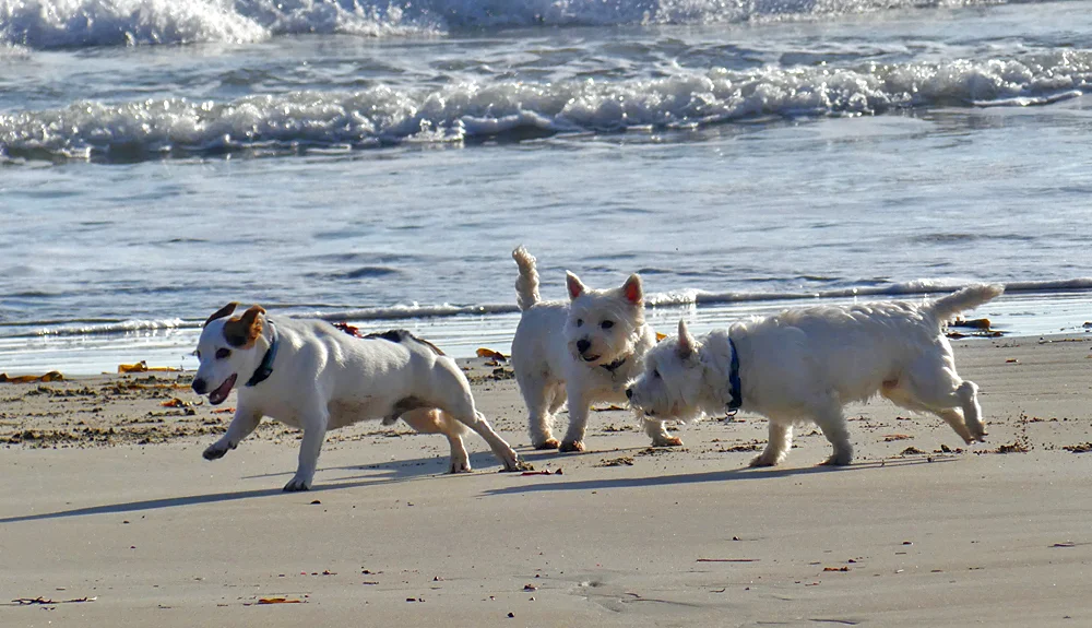 Frolicking dogs at Petit Bot