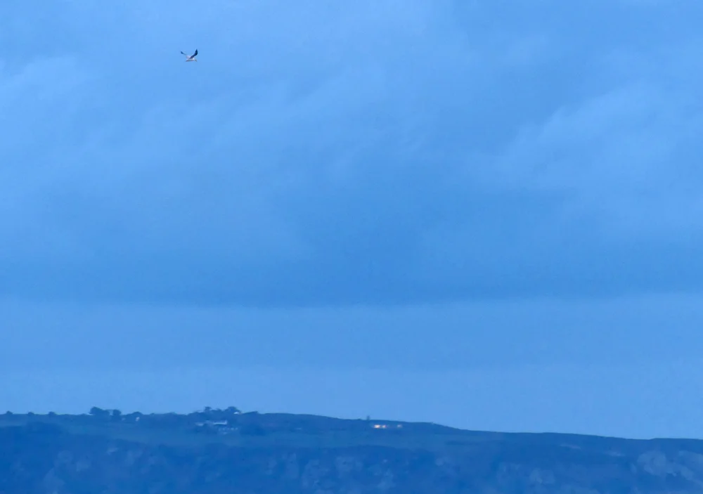 Royal Tern - Belle Greve Bay, 19 Jan 19