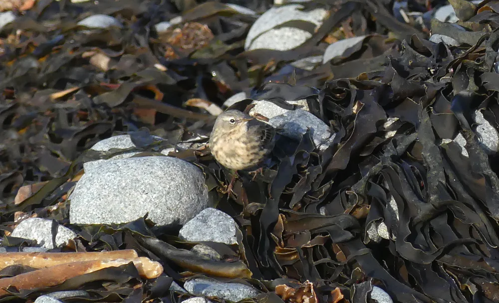 Scandinavian Rock Pipit - Pulias, 11 Mar 19