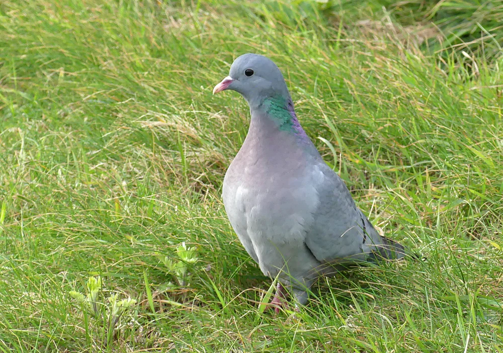 Stock Dove - Fort Hommet/Vazon, 18 Mar 19