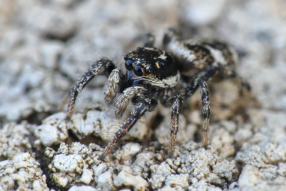 Zebra Spider - Pulias, 19 Mar 19