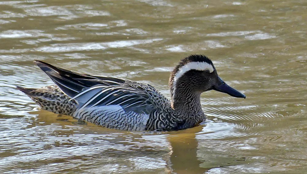 Garganey - Rue des Bergers, 22 Mar 19