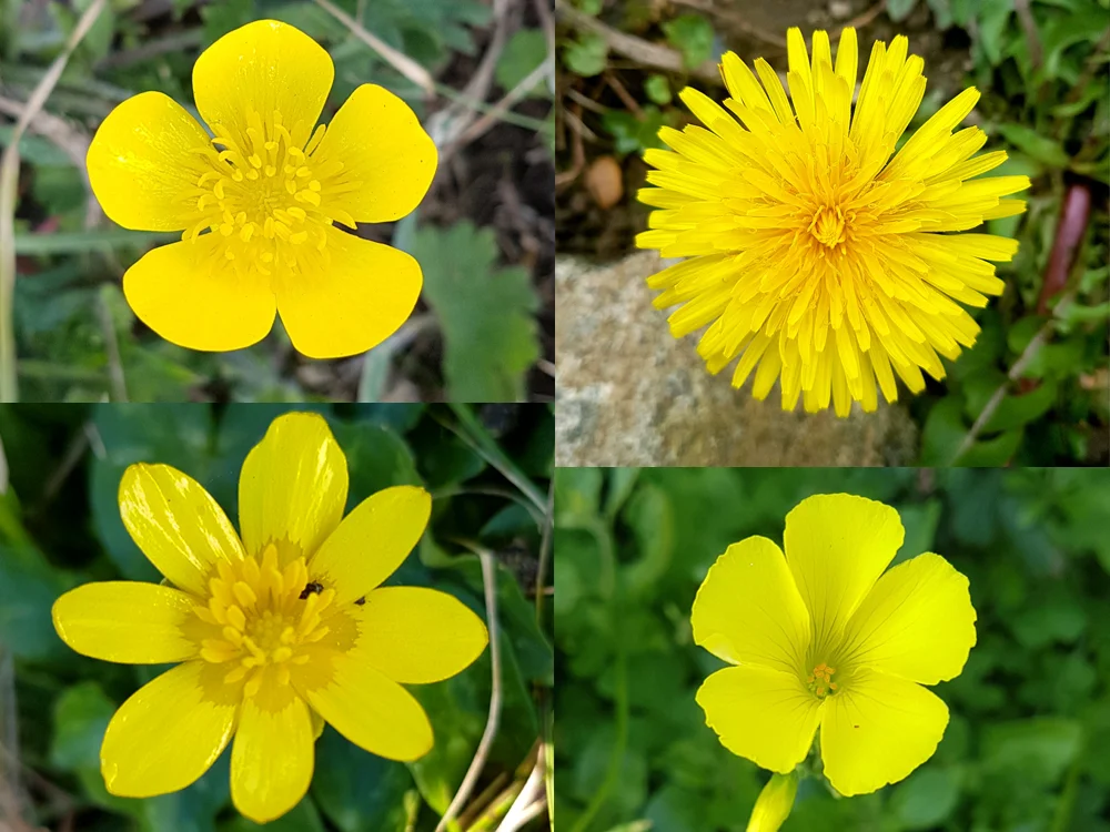 Early spring flowers - (clockwise from top left) Bulbous Buttercup, Dandelion, Bermuda Buttercup, Lesser Celandine