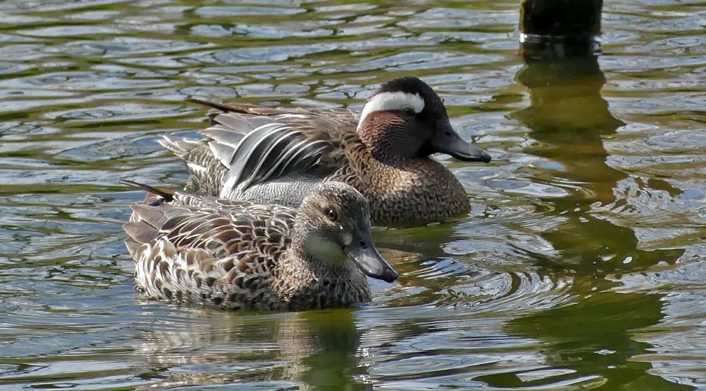 Male & female Garganey - Rue des Bergers, 3 Apr 19