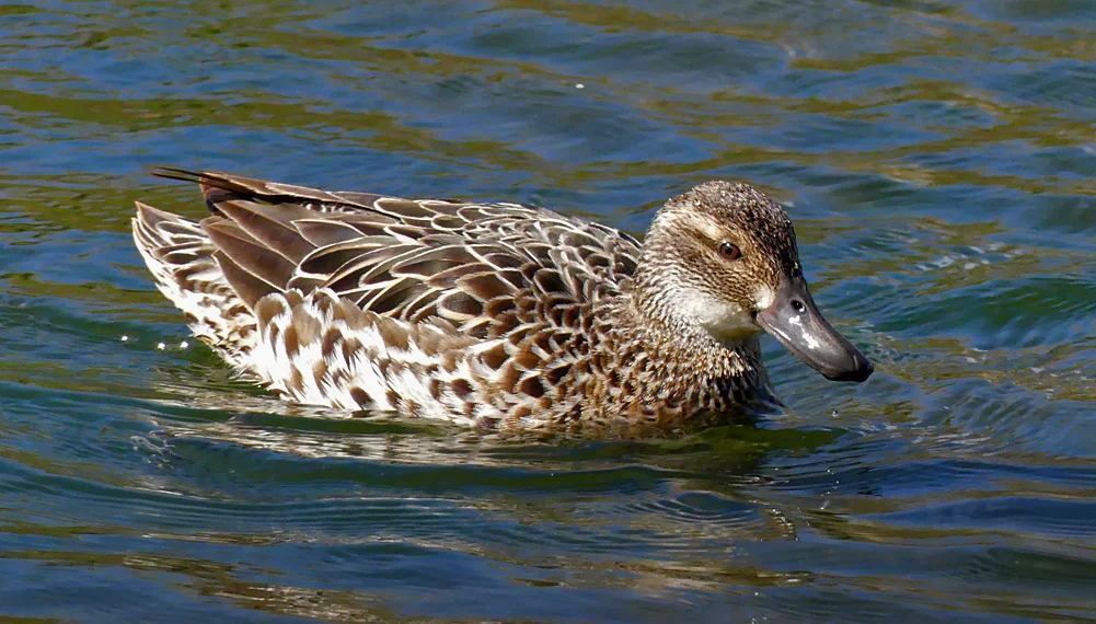 Female Garganey - Rue des Bergers, 3 Apr 19