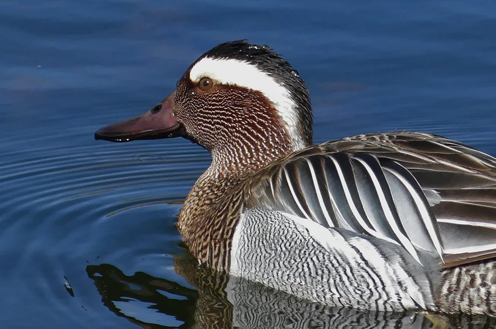 Male Garganey - Rue des Bergers, 3 Apr 19