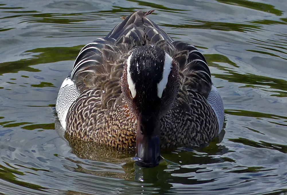Male Garganey - Rue des Bergers, 3 Apr 19