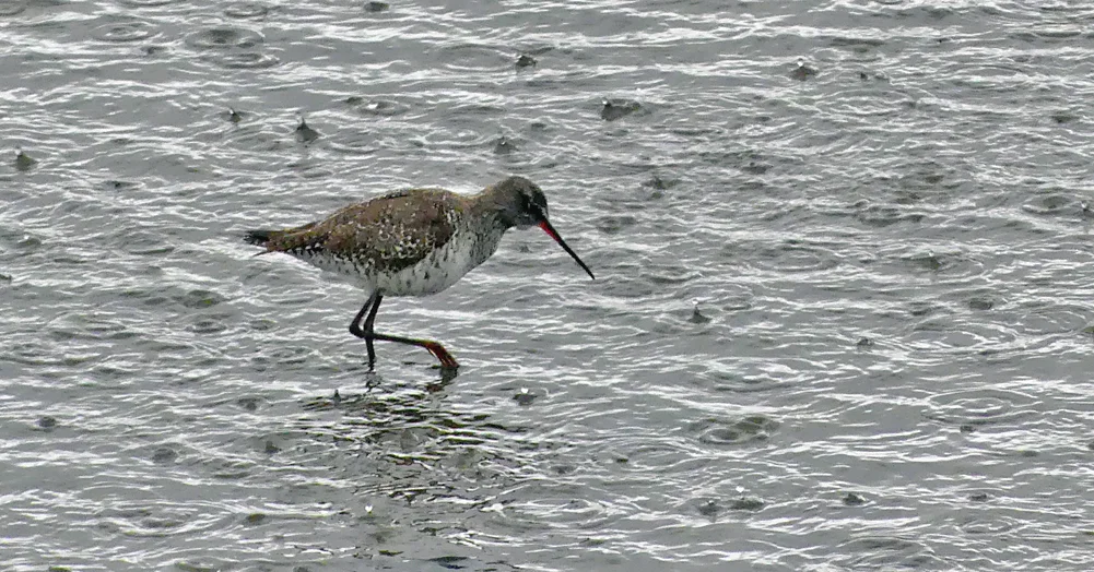 Spotted Redshank - Vale Pond, 4 Apr 19