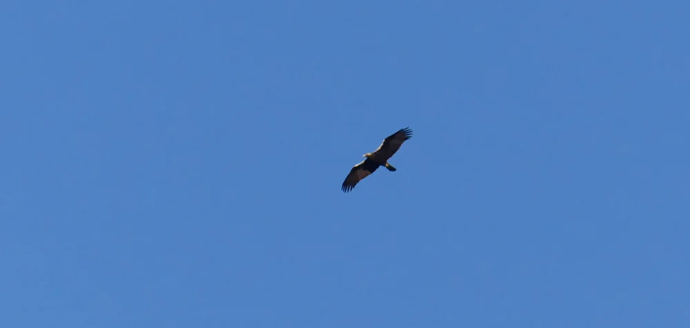 Spanish Imperial Eagle, Mirador del Tietar, Montfrague, 11 Apr 19
