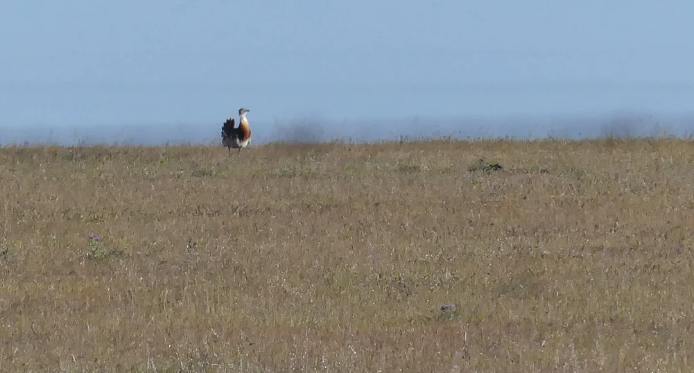 Great Bustard - SE of Santa Marta de Magasca, 12 Apr 19