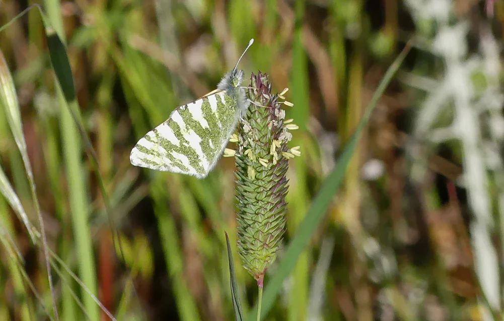 Green-striped White - SE of Santa Marta de Magasca, 12 Apr 19