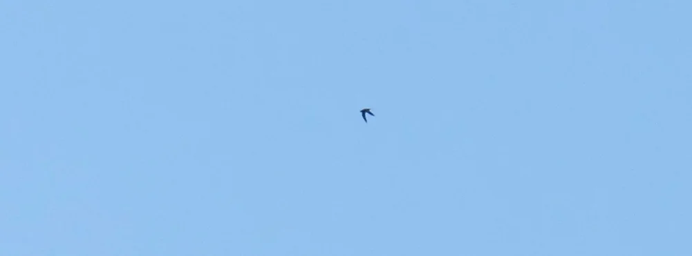 Pin-tailed Sandgrouse - SE of Santa Marta de Magasca, 12 Apr 19