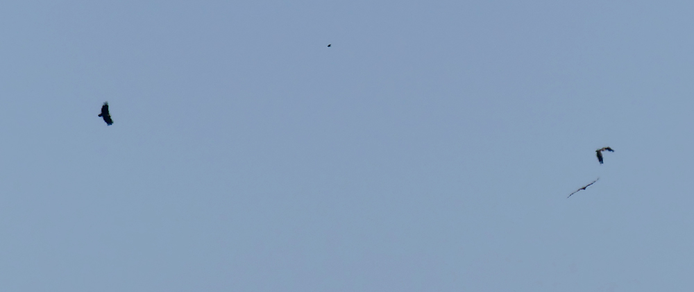 Black Vulture - SE of Santa Marta de Magasca, 12 Apr 19