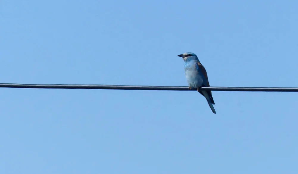 Roller - SW of Santa Marta de Magasca, 12 Apr 19