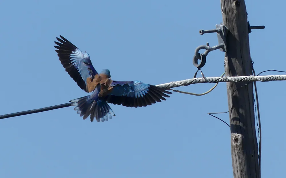 Roller - SW of Santa Marta de Magasca, 12 Apr 19