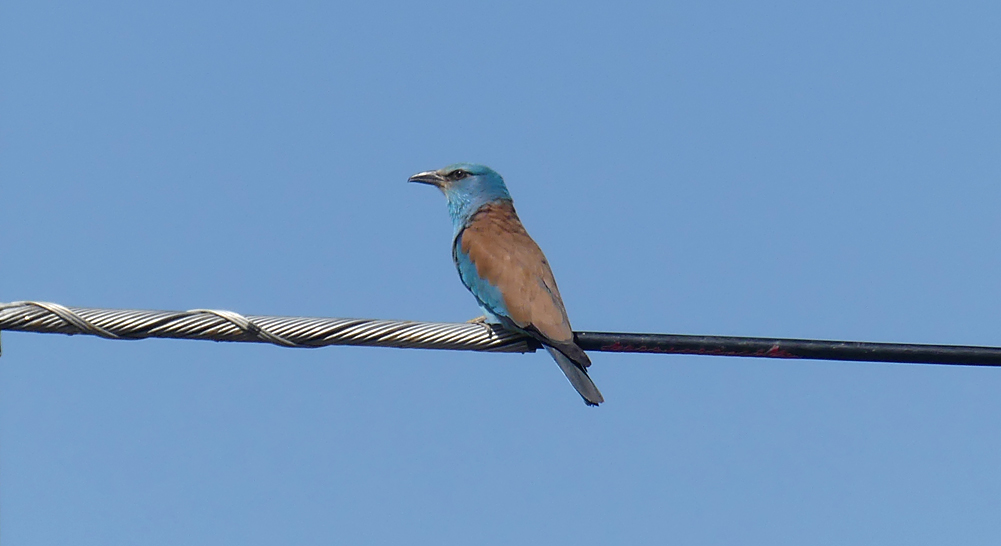 Roller - SW of Santa Marta de Magasca, 12 Apr 19