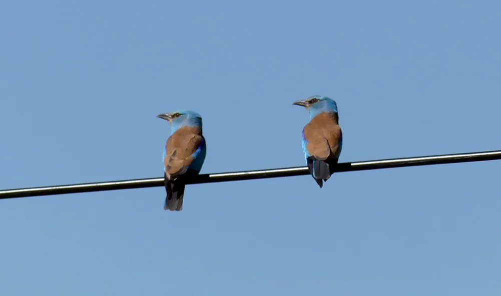 Rollers - SW of Santa Marta de Magasca, 12 Apr 19