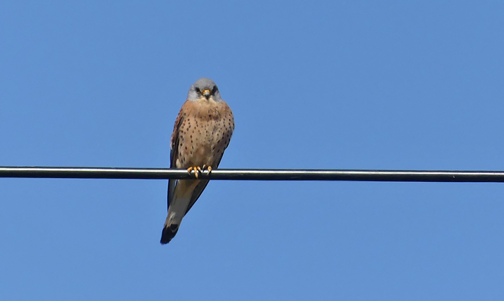 Lesser Kestrel - SW of Santa Marta de Magasca, 12 Apr 19