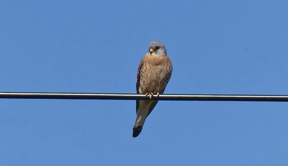 Lesser Kestrel - SW of Santa Marta de Magasca, 12 Apr 19