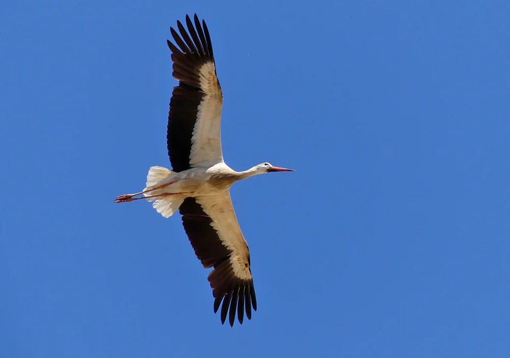White Stork - Valdesalor Plains, 12 Apr 19