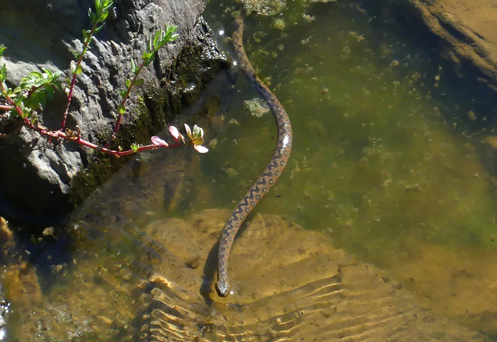 Viperine Snake - West of Santa Marta de Magasca, 12 Apr 19