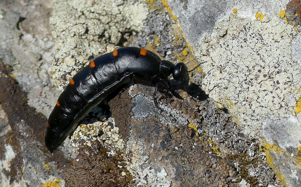 Red-striped Oil Beetle and a smorgasbord of lichens - SE of Santa Marta de Magasca, 12 Apr 19