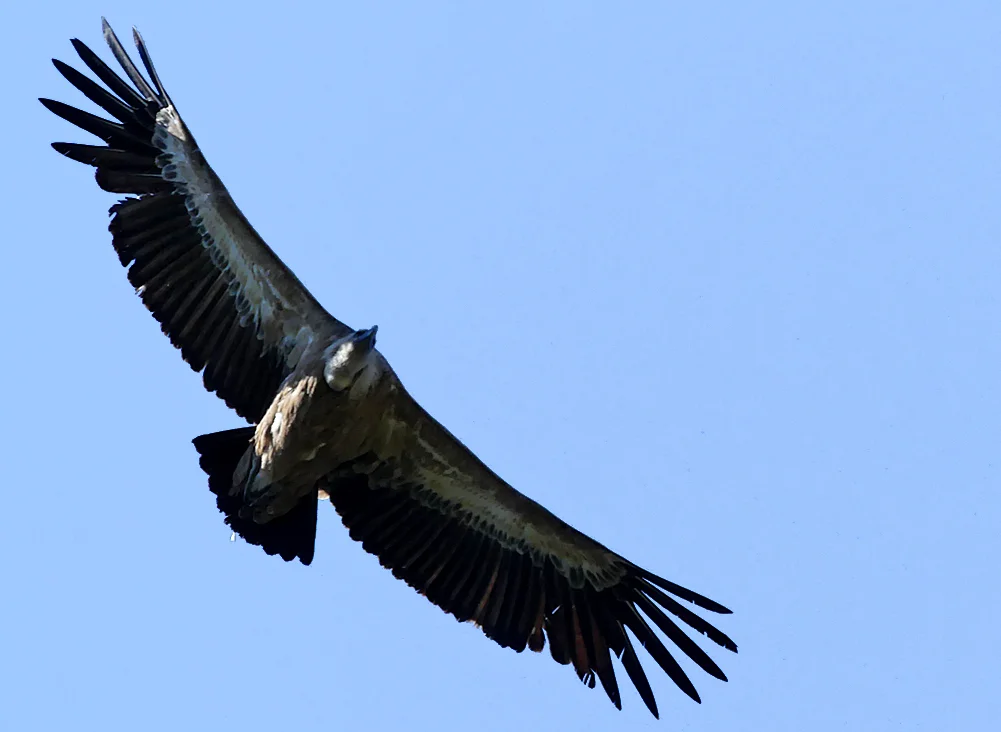 Griffon Vulture - Castillo de Montfrague, 13 Apr 19