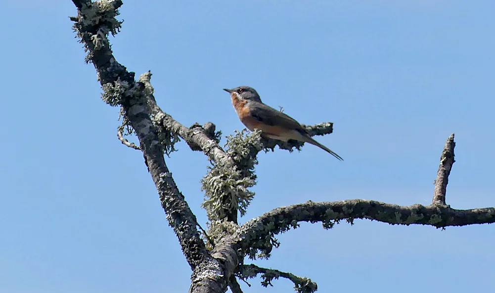 Subalpine Warbler - Castillo de Montfrague, 13 Apr 19