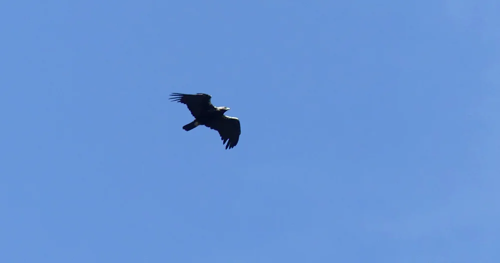 Spanish Imperial Eagle - Tietar, 13 Apr 19
