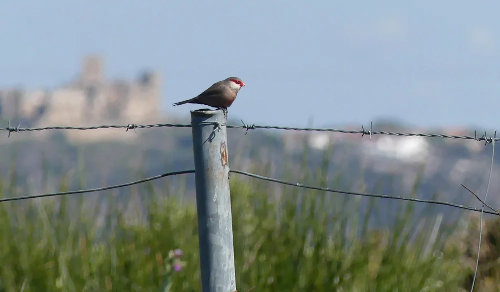 Common Waxbill - Embalse de Arrocampo, 13 Apr 19