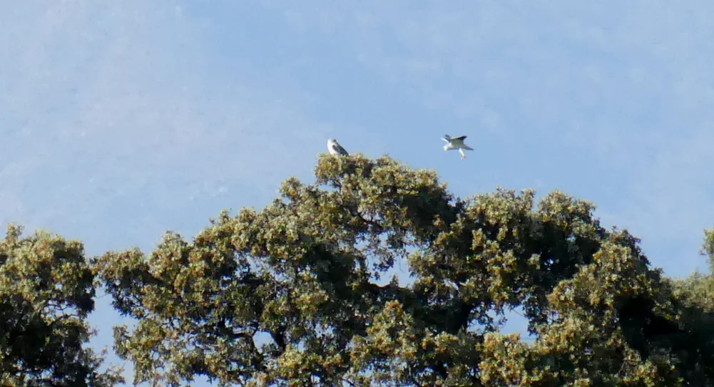 Black-winged Kites - Saucedilla, 13 Apr 19