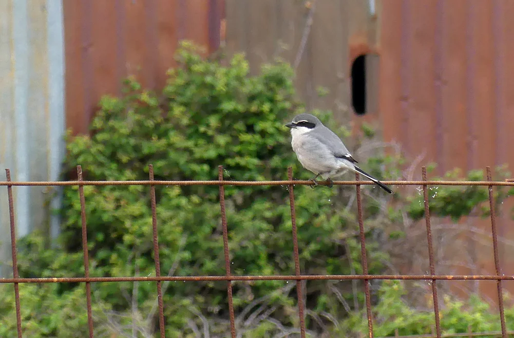 Iberian Grey Shrike - Galisteo, 14 Apr 19