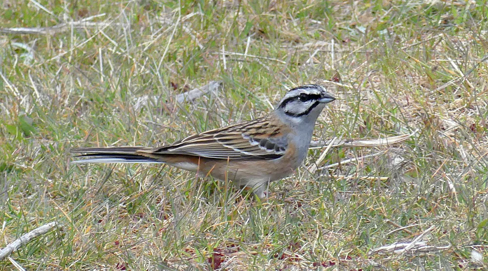 Rock Bunting - Valle del Jerte, 14 Apr 19
