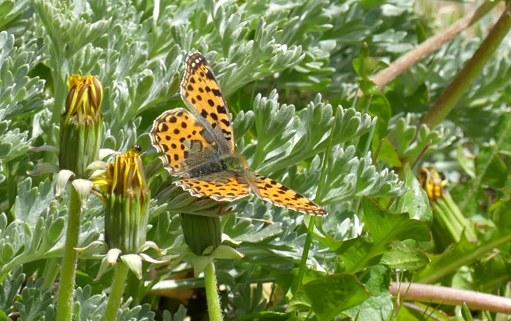 Queen of Spain Fritillary - Parador de Gredos, 14 Apr 19