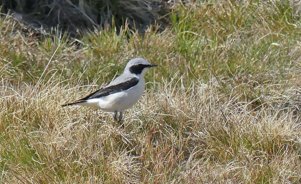 Wheatear - Plataforma de Gredos, 14 Apr 19