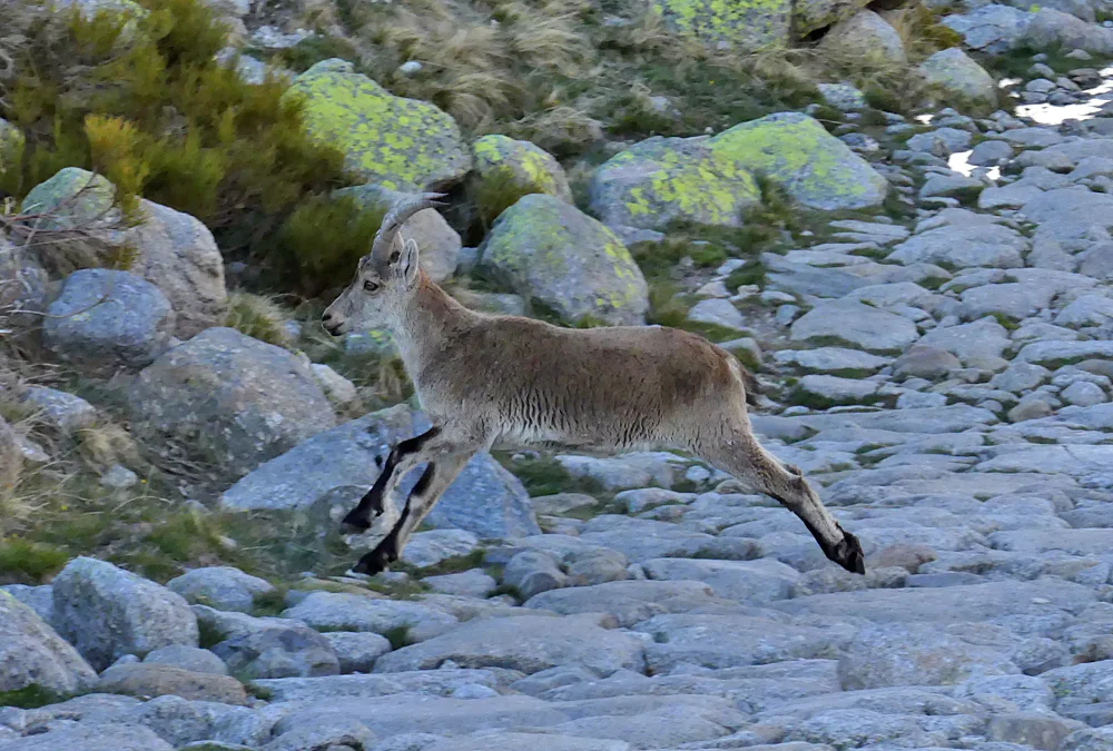 Spanish Ibex - Plataforma de Gredos, 14 Apr 19