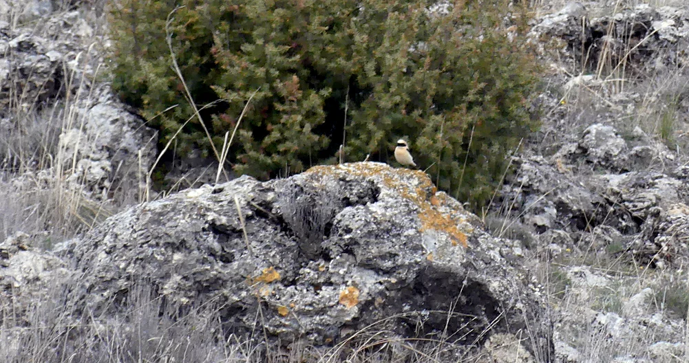 Black-eared Wheatear - Sepulveda, 15 Apr 19