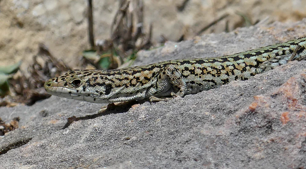 Wall lizard sp. - Hermitage de San Fructus, Sepulveda, 15 Apr 19