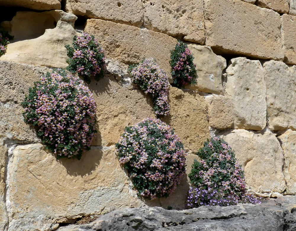 Sarcocapnos enneaphylla - Hermitage de San Fructus, Sepulveda, 15 Apr 19