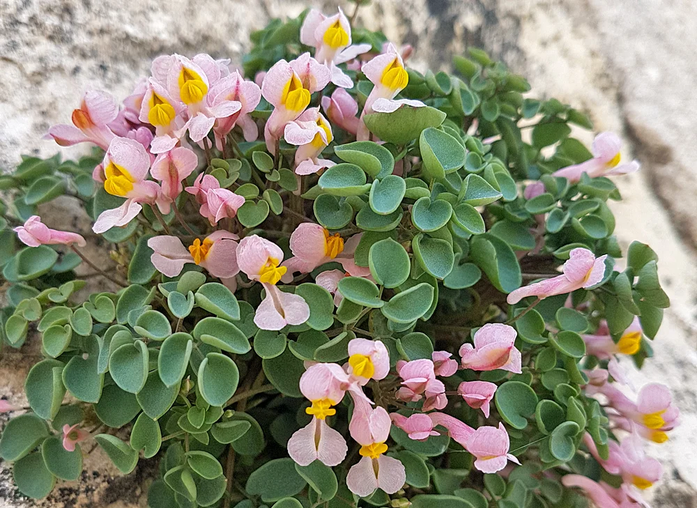 Sarcocapnos enneaphylla - Hermitage de San Fructus, Sepulveda, 15 Apr 19