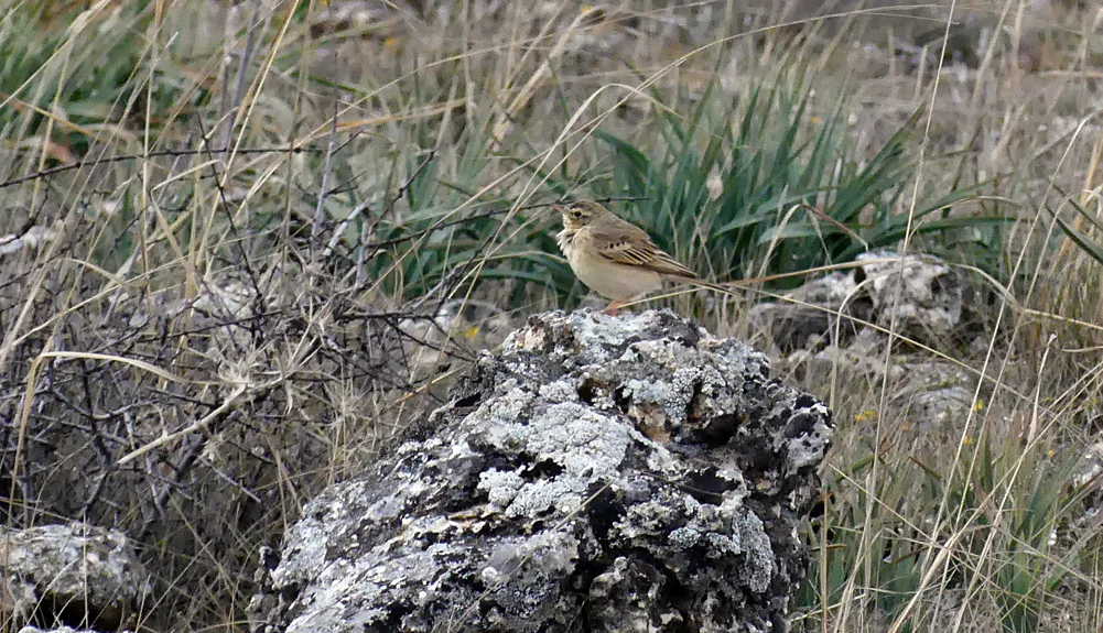 Tawny Pipit - Sepulveda, 15 Apr 19