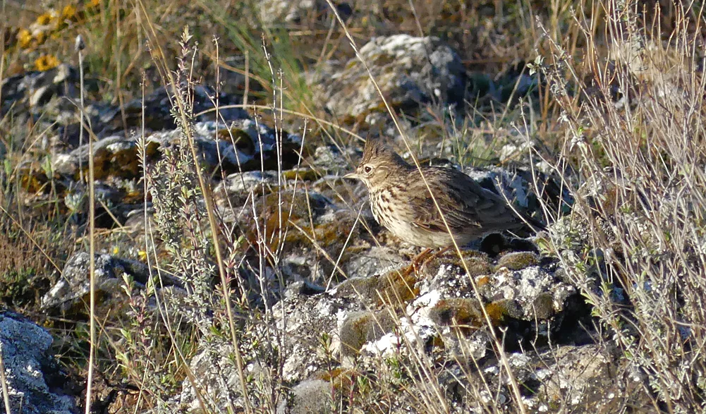 Crested/Thekla Lark - Sepulveda, 16 Apr 19 - not sure which!
