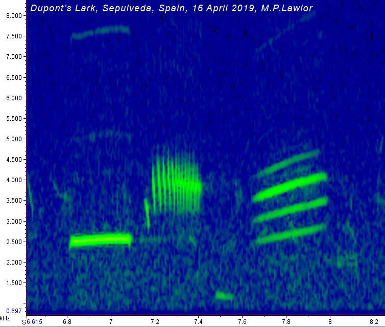 Spectogram/Sonogram of Dupont's Lark singing, Sepulveda, 16 Apr 19